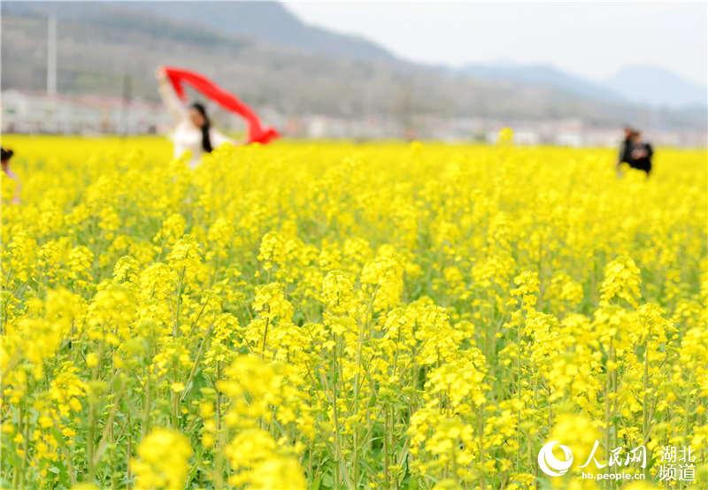 湖北保康：油菜花香引客来