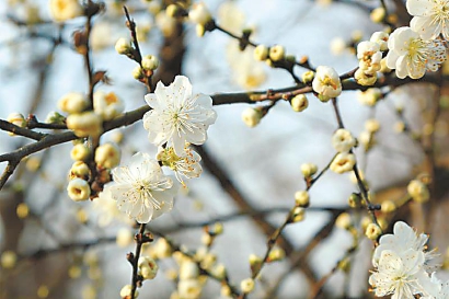 樱花正盛 桃花紧随