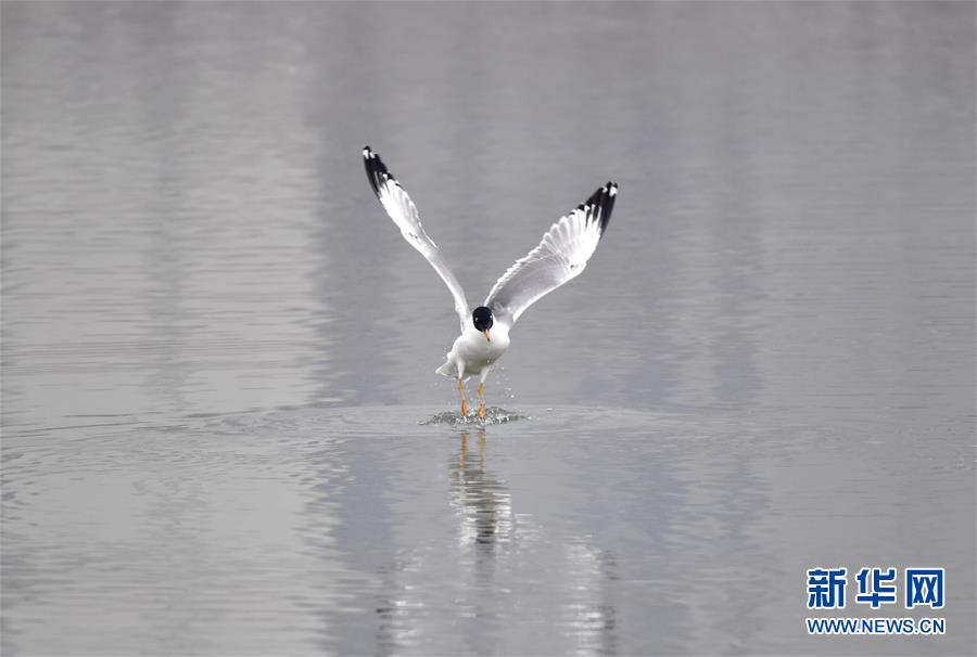 青海西宁：春江水暖“鸭”先知