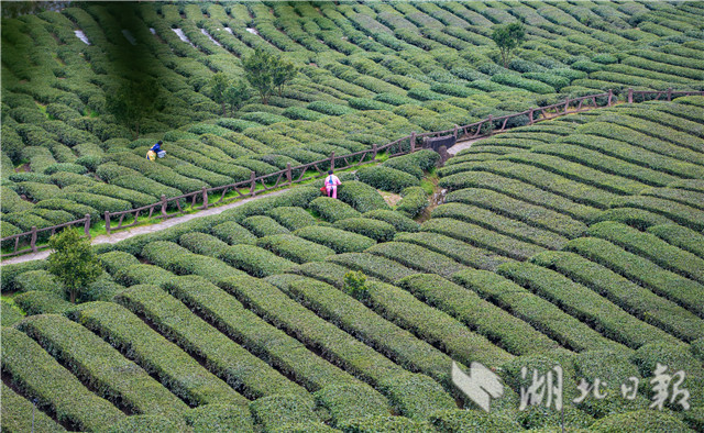 三峡库区早春茶开采