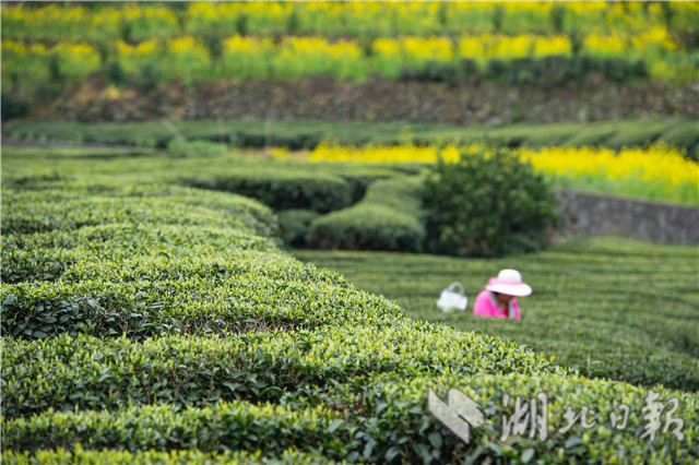 三峡库区早春茶开采