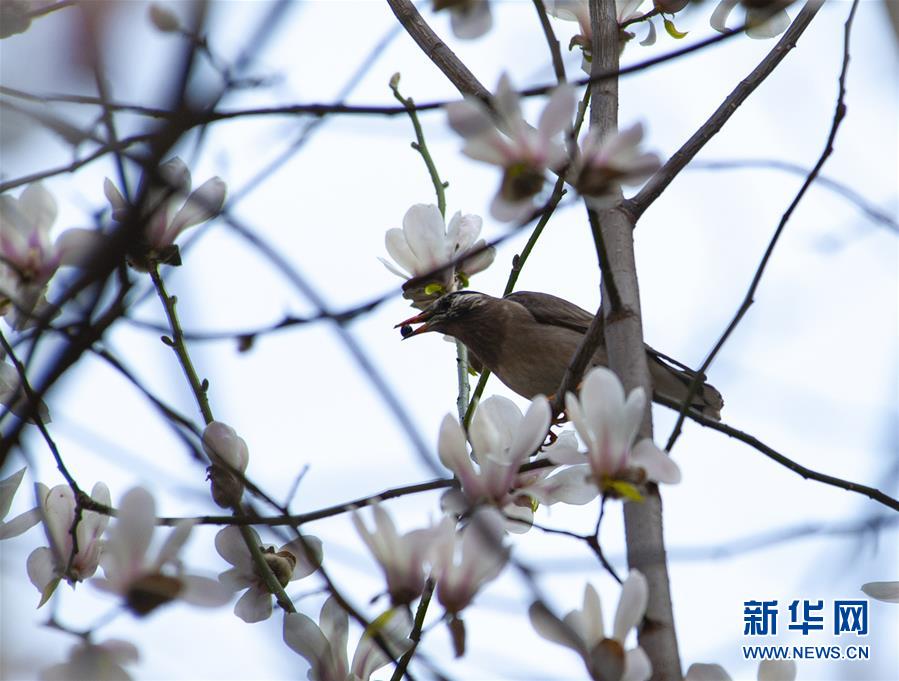 上海：鸟语花香