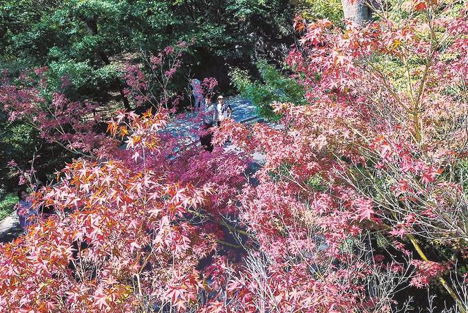 “秋栖霞”红枫艺术节开幕