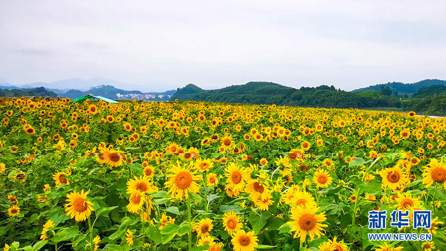 百亩花海惊艳绽放 快去邂逅多彩秋天