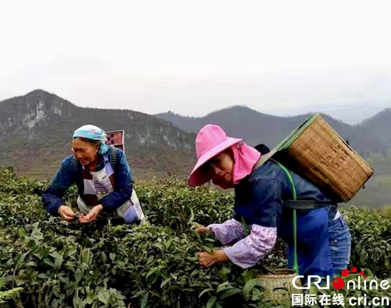 贵州紫云：“炳贡”茶吐嫩芽正当时