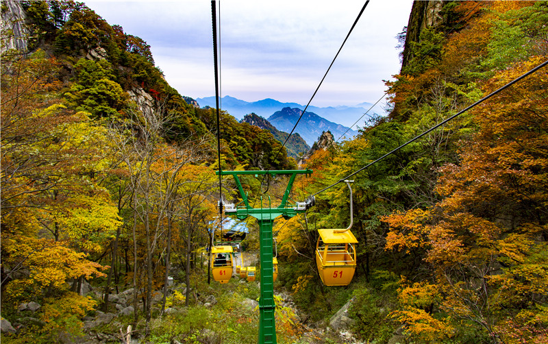 （有修改）【图片稿件】河南鲁山：红叶观赏正当时