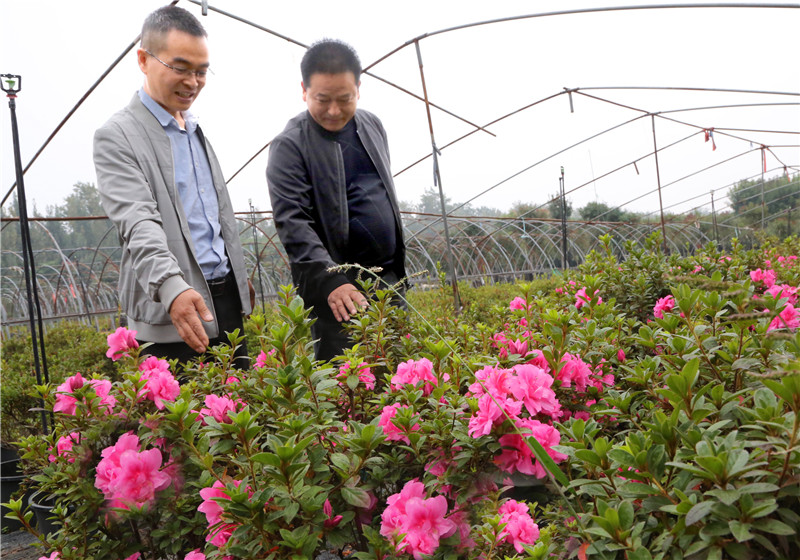 【B】平顶山市叶县：花卉苗木种植助农增收脱贫