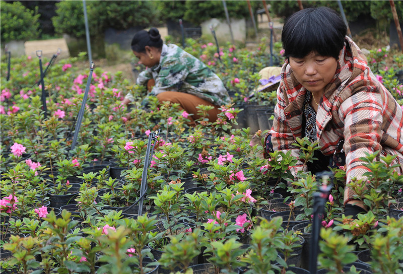 【B】平顶山市叶县：花卉苗木种植助农增收脱贫