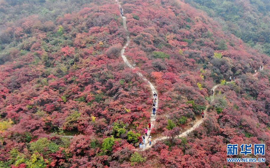 【城市远洋】河南巩义：层林尽染醉金秋