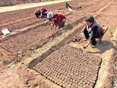 【河南好项目-图片】【 移动端-焦点图】芦笋成就脱贫致富