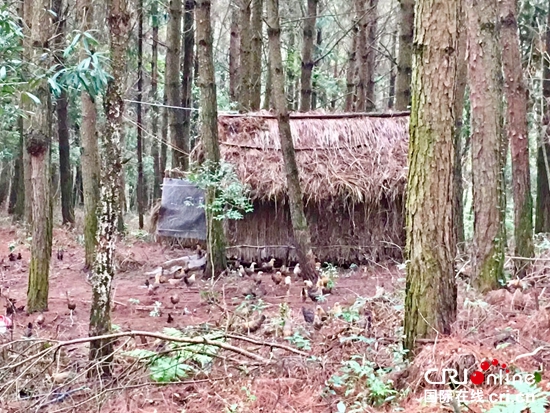 贵州:“精准扶贫”增强民族地区可持续发展能力