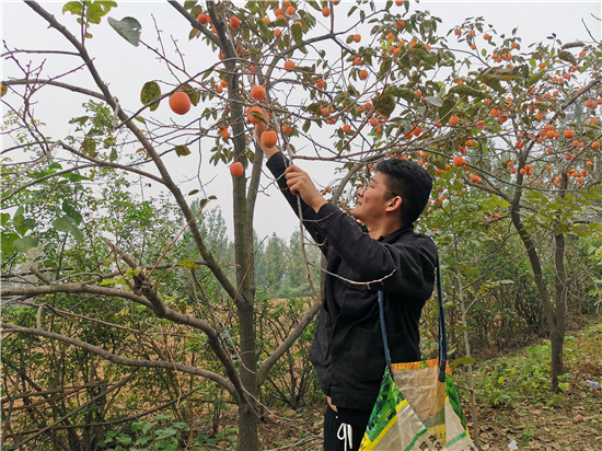 【B】【收入已核实，柿子是季节性的，且这个人种的柿子比较少】河南宝丰：柿子挂满枝头 柿农喜上心头