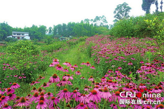 已过审【区县联动】【大足】 紫锥菊正盛开 大足双滩村因地制宜走绿色发展路【区县联动 列表】大足区双滩村因地制宜走绿色发展路