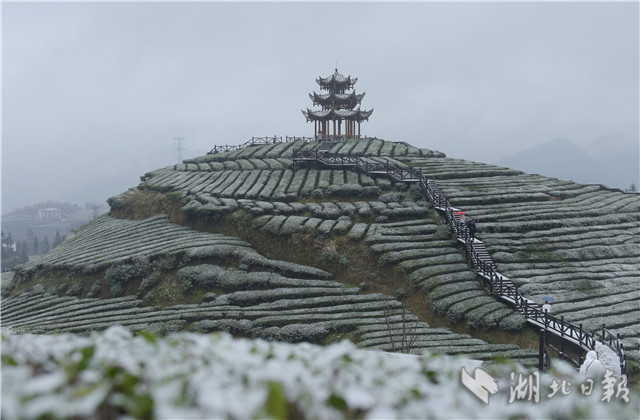 恩施：“冰雪茶园”润新景