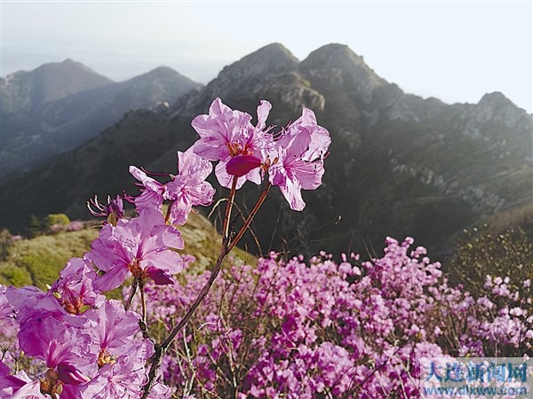 大连春季游“网红打卡地” 金普大黑山赏杜鹃花海