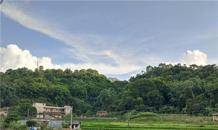 【B】广西陆川县：深山乌榄飘香脱贫路