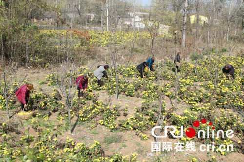 【河南在线-文字列表】【移动端-文字列表】平顶山鲁山：金丝皇菊满地开 产业发展富民来