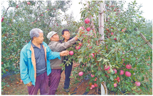 一个“非主流”产区的苹果故事