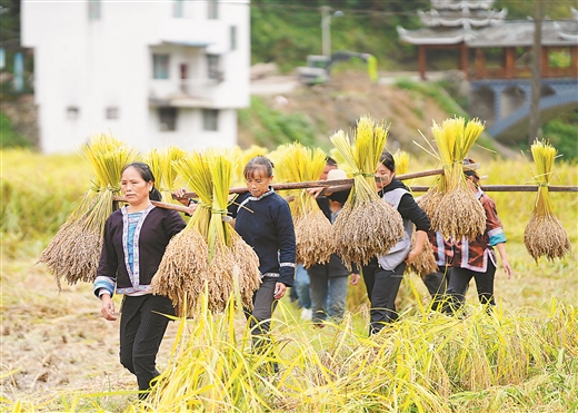 香糯丰收 村民乐