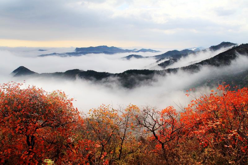 【城市远洋】相约神州初庙 共赏柏尖红叶 林州市第十八届柏尖红叶文化旅游节10月18日开幕