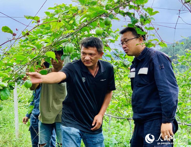 广西凌云：黄金百香果香飘小山村 甜了群众“致富心”