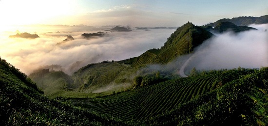 （黔茶贵水）贵山贵水中，藏着世界茶叶的“鼻祖”