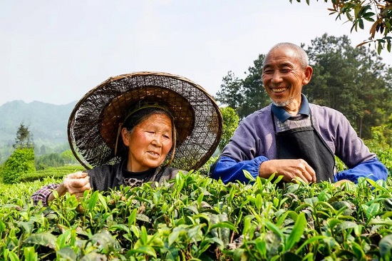 （黔茶贵水）贵山贵水中，藏着世界茶叶的“鼻祖”