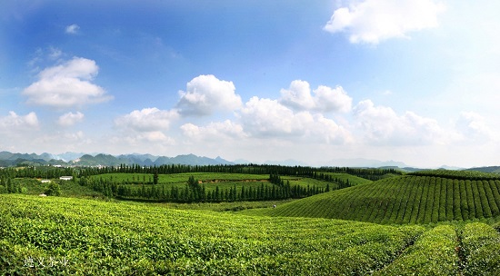 （黔茶贵水）贵山贵水中，藏着世界茶叶的“鼻祖”