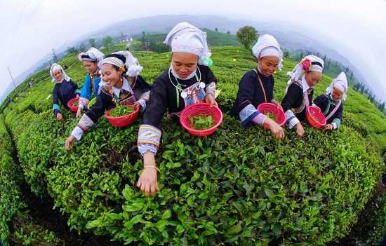 （黔茶贵水）贵山贵水中，藏着世界茶叶的“鼻祖”