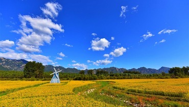 Autumn harvest rice on the bank of Caijia River