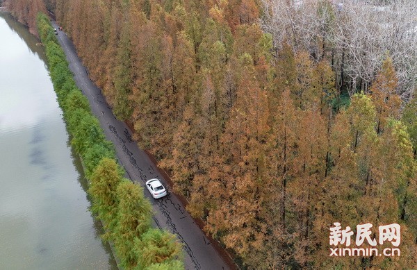 色彩交融 空气清新 沪上最美公路现初冬美景