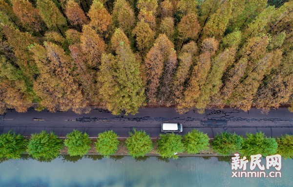 色彩交融 空气清新 沪上最美公路现初冬美景