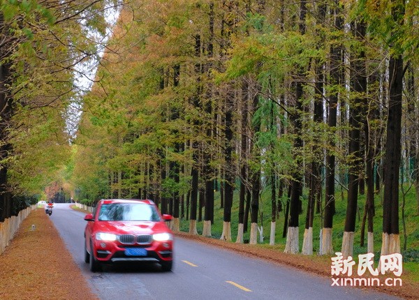 色彩交融 空气清新 沪上最美公路现初冬美景