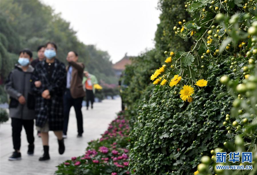 【城市远洋】河南开封：古城菊香迎客来