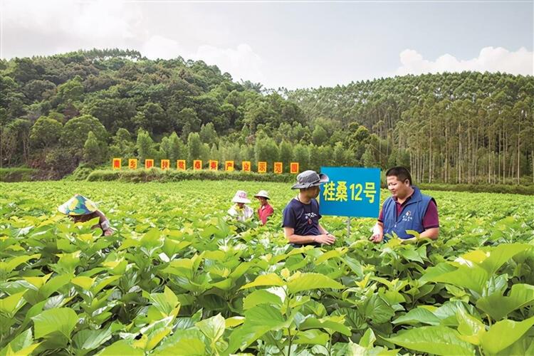 用最好的资源 派最强的力量 攻克最硬的堡垒 5年减贫近40万人的南宁实践