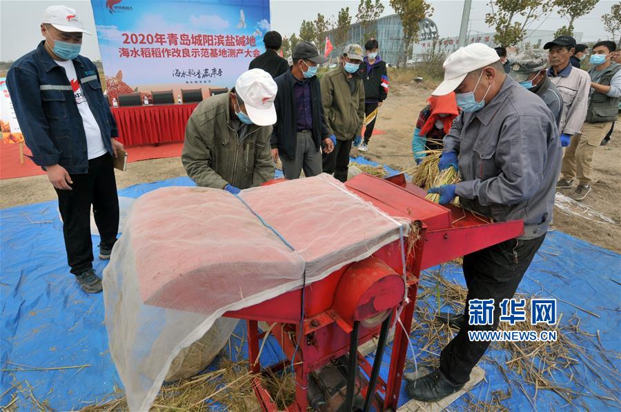 青岛海水稻测产丰收