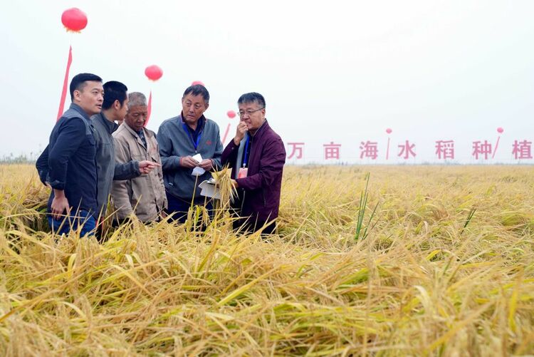 世界粮食日的特别礼物：中国十万亩海水稻平均亩产超千斤