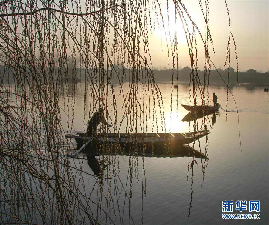 河北：春上柳梢头