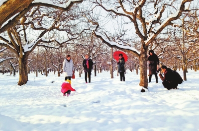 【中原名景-图片】万亩梨园雪景如画