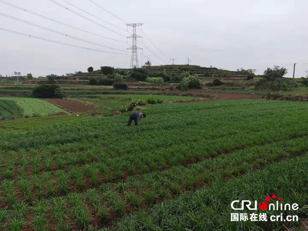 【唐已审】【原创】南宁市良庆区：“市场+经纪人+农户”模式助农增收