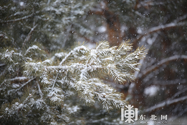 大兴安岭呼中区迎来初春以来最大降雪