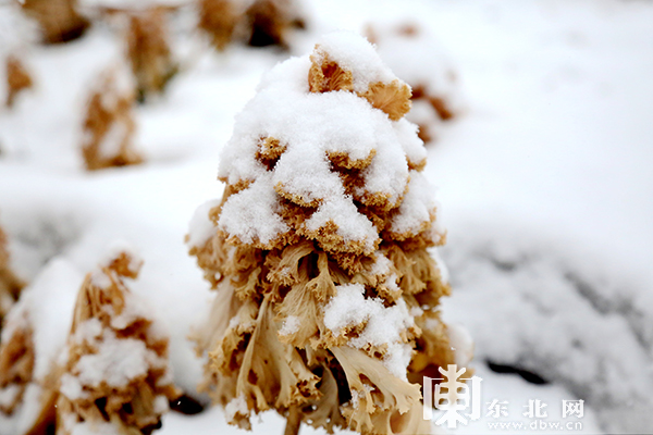 大兴安岭呼中区迎来初春以来最大降雪