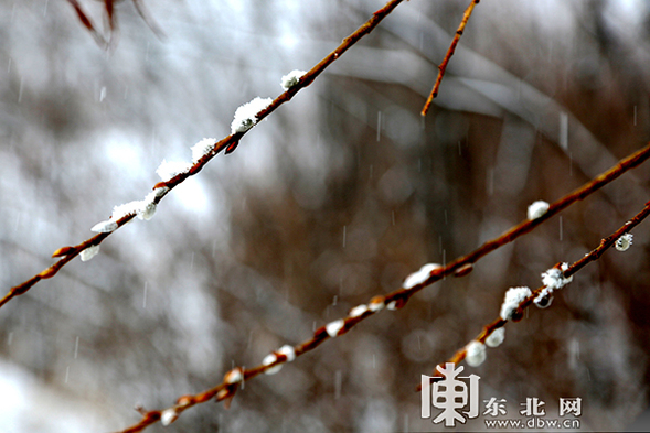 大兴安岭呼中区迎来初春以来最大降雪