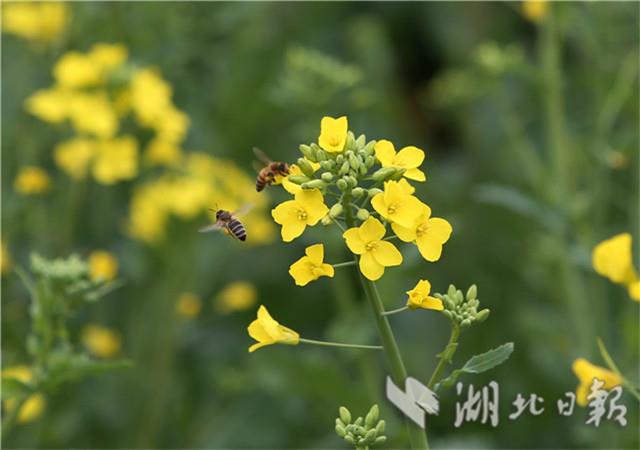 首届湖北油菜花节在荆门沙洋开幕