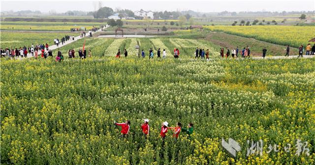 首届湖北油菜花节在荆门沙洋开幕