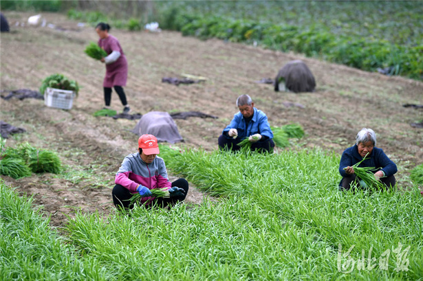 河北临城：订单蔬菜助农增收