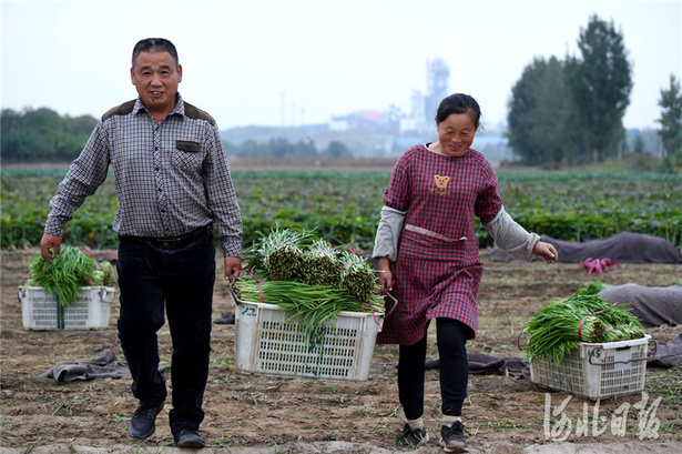 河北临城：订单蔬菜助农增收