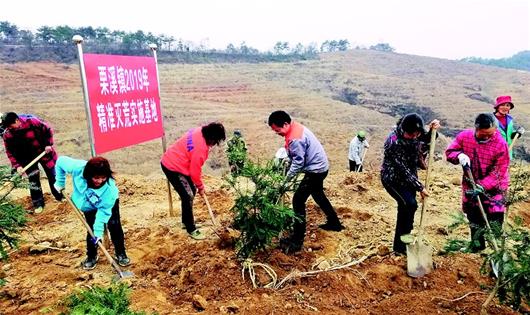 浠水长江岸线实施“绿林常绿”