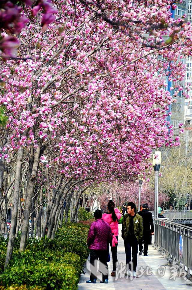 十堰：玉兰花开春意浓