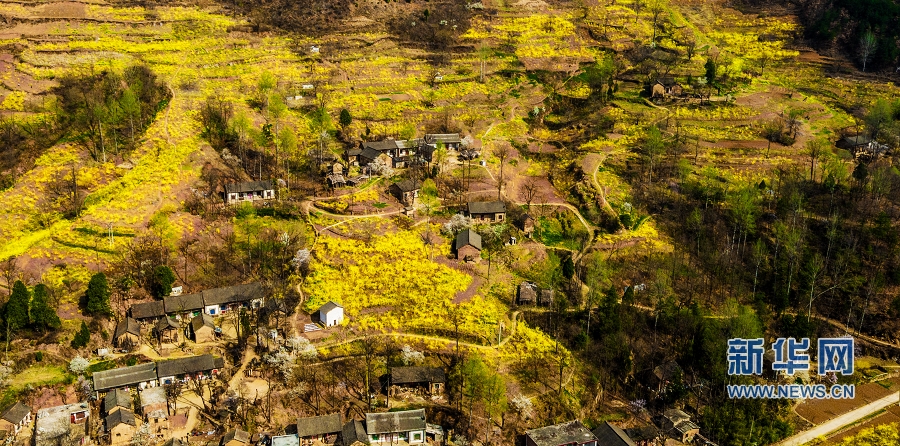 【焦点图-大图】【移动端-焦点图】【图说1】河南卢氏：千山染金如画屏 万亩连翘助脱贫